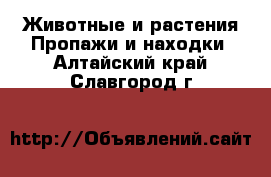 Животные и растения Пропажи и находки. Алтайский край,Славгород г.